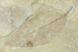 Two Fossil Leaves (Fraxinus And Platanus)- Green River Formation, Utah #118025-3
